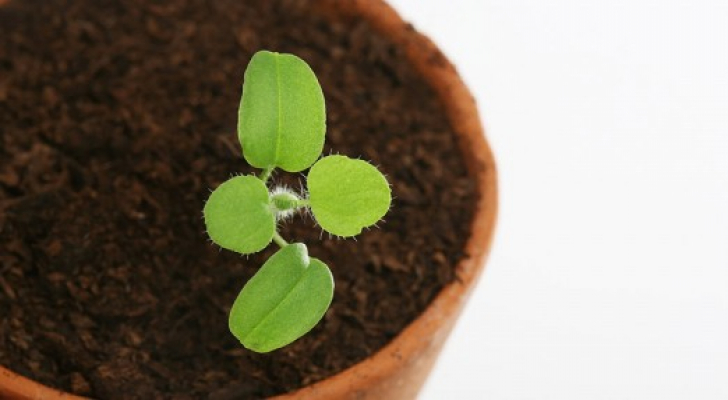 كيف يمكن إكثار النباتات بالعقل ؟ - فيديو